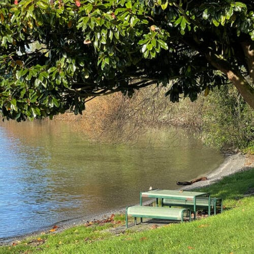 Te Moenga Scenic Reserve picnic table